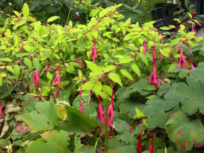 Fuchsia_magellanica__Aurea.jpg