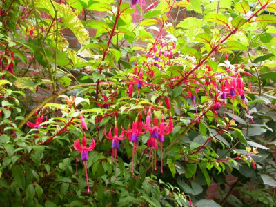 Fuchsia_Genii_von_2007.jpg