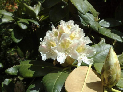 Kopie_von_12052009Rh.macrophyllum_IJ084_RSF_1993.jpg