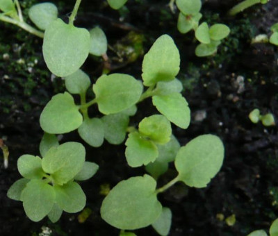 a_KVeronica_longifolia.jpg