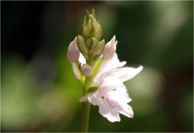 Dac.maculata.jpg