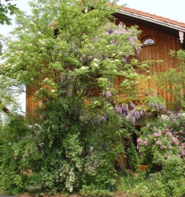 Spiraea_in_Eberesche_1.5.09.jpg