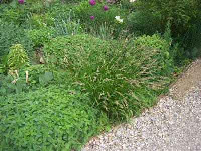 sesleria01_web.jpg