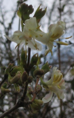Lonicera_purpusii_20050213_02.jpg