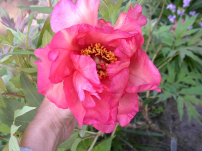 renown_2009_a.JPG