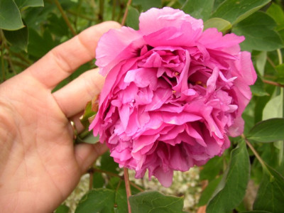 Lan_Zhang_Cai_Wei_2009_a.JPG
