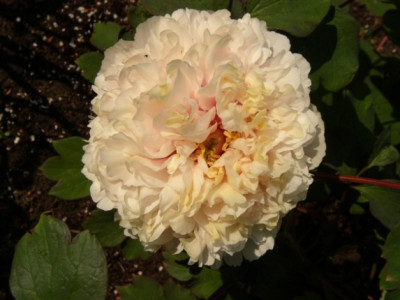 hei_hus_cui_2009_d.JPG
