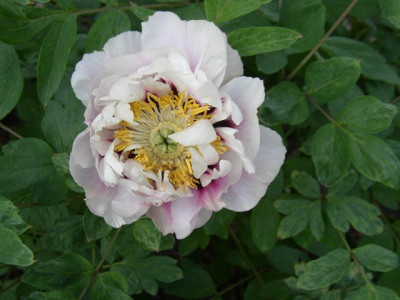 1-2009_rockii_a.JPG