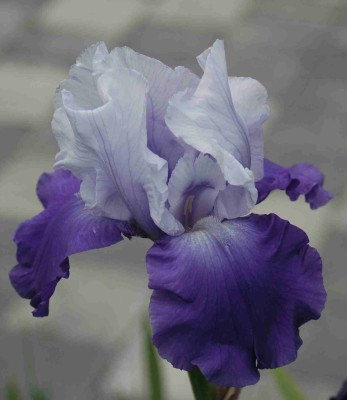 A8437a.JPG