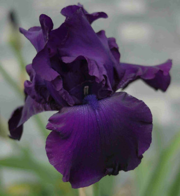 A8440a.JPG