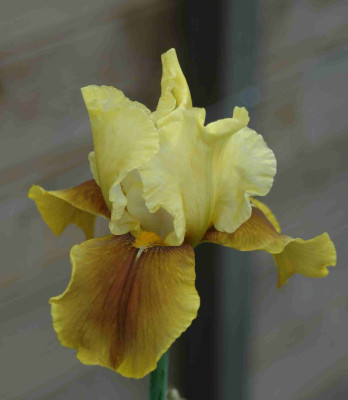 A8442a.JPG