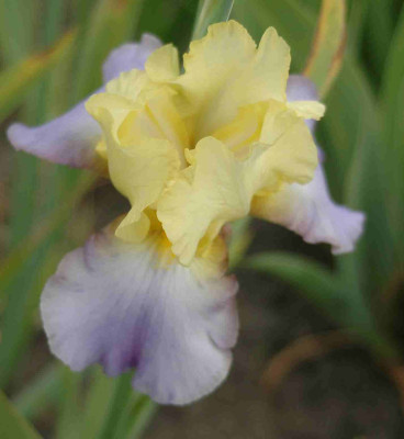 A8453a.JPG