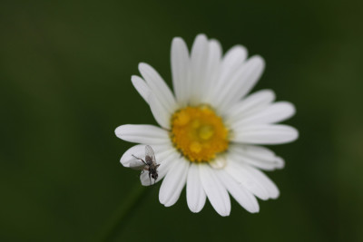 Margeritenwiese_5419.jpg