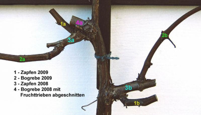 Bogrebenschnitt_Detail_2009.jpg