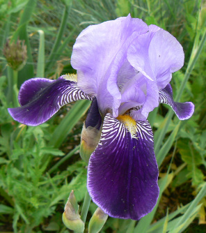 Rheintraube_090512_a.jpg