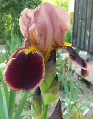 Louvois_090512_a.jpg