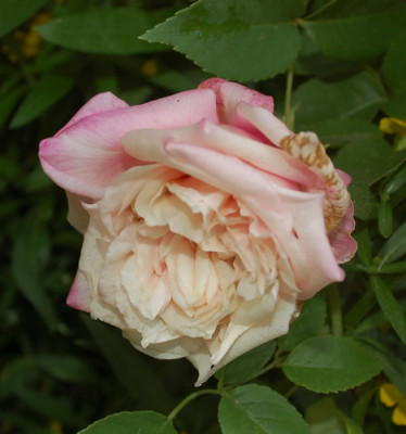 Anna_Jung_0010__45969.jpg