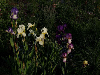 iris_mai2009.jpg