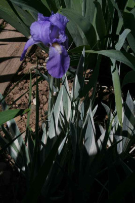 zb08_Argentea_H_07C1700_.JPG