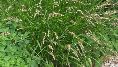 sesleria02.jpg