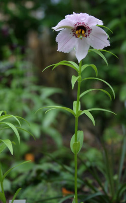 IMG_5111_eNomocharis_aperta.JPG
