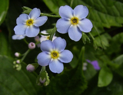 Vmn0704k.jpg