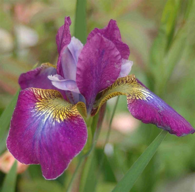 A8495a_Medium.JPG