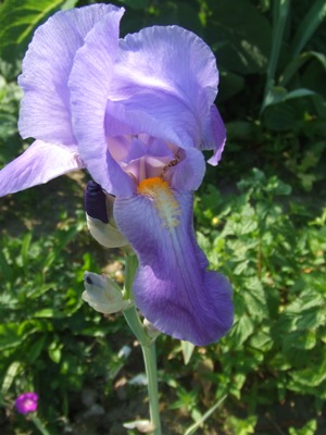 iris_variegata_1.jpg