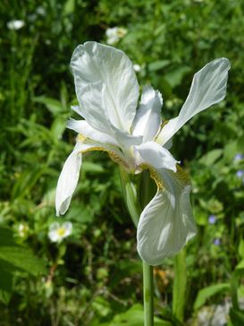 Iris_prismatica.jpg