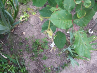raupe_098.jpg