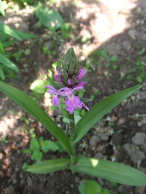 knabenkraut_knabenkraut_1.jpg