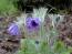 Pulsatilla.jpg