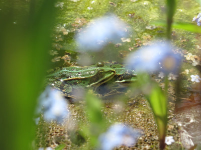 doppelfrosch_0119.jpg