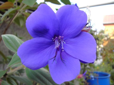 Tibouchina_urvilleana_2-1.jpg