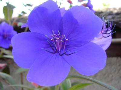 Tibouchina_urvilleana_1.jpg