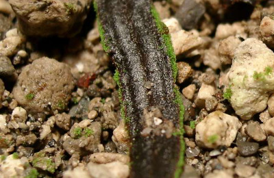 02140007_eFarn_nn_Prothallium.JPG
