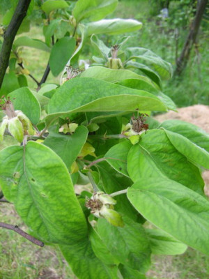 Vranja_05.2009_02.jpg