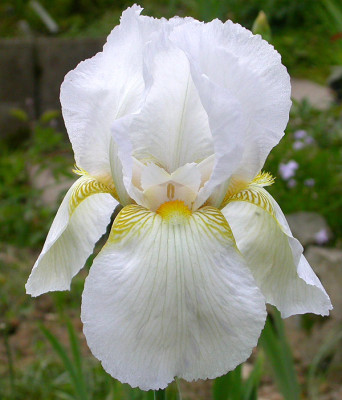 Iris_unbekannt_wei_13.5.09.jpg