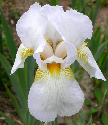 Iris_unbekannt_wei_von_oben_13.4.09.jpg