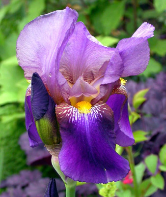 Vielleicht_Iris_germanica_13.5.09.jpg