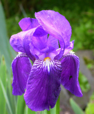 Vielleicht_Iris_Redoute_13.5.09.jpg