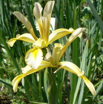 Iris_kamaoensis_a.jpg
