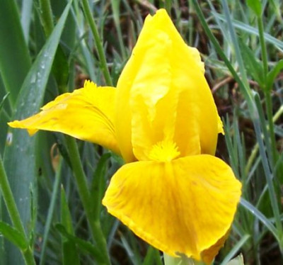 000_3719_gelbe_Nana.jpg