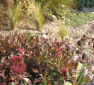 paeonia_laub.jpg