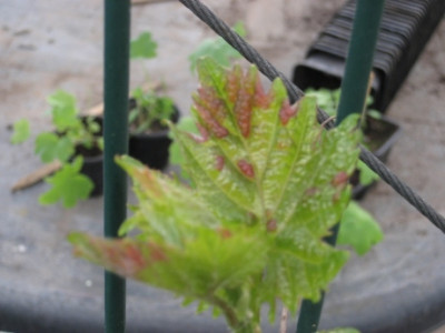 Weinschaden.jpg