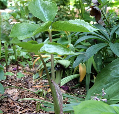 Arisaema_ringensIMG_3525jpg.jpg