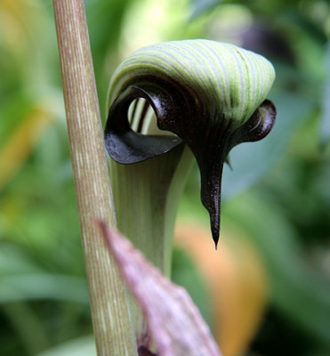 Arisaema_ringensIMG_3524jpg.jpg