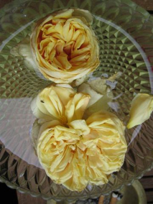 perle_des_jardins_schultheisss_falsch_-_blute.JPG