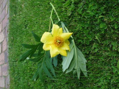 Paeonia1_ue.JPG