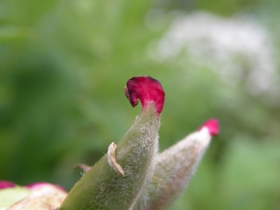 DSCN0979.JPG